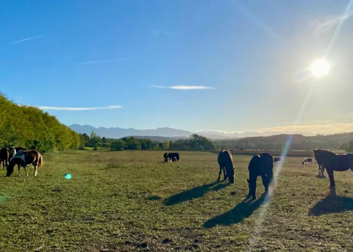 אתר קמפינג Cosy Avec Terrasse Pour 4 Personnes - Api-1-52-919 Camon (Languedoc-Roussillon)